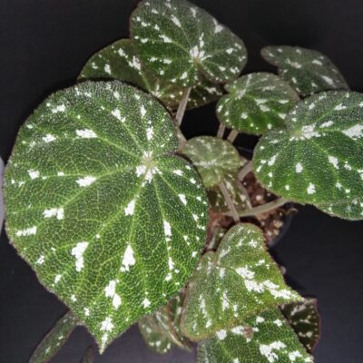 Begonia pustulata