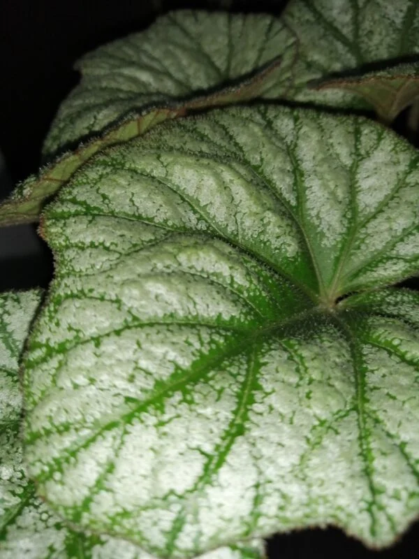 Begonia Silver Cloud, sin. B. 'Kathleyana', foto 3
