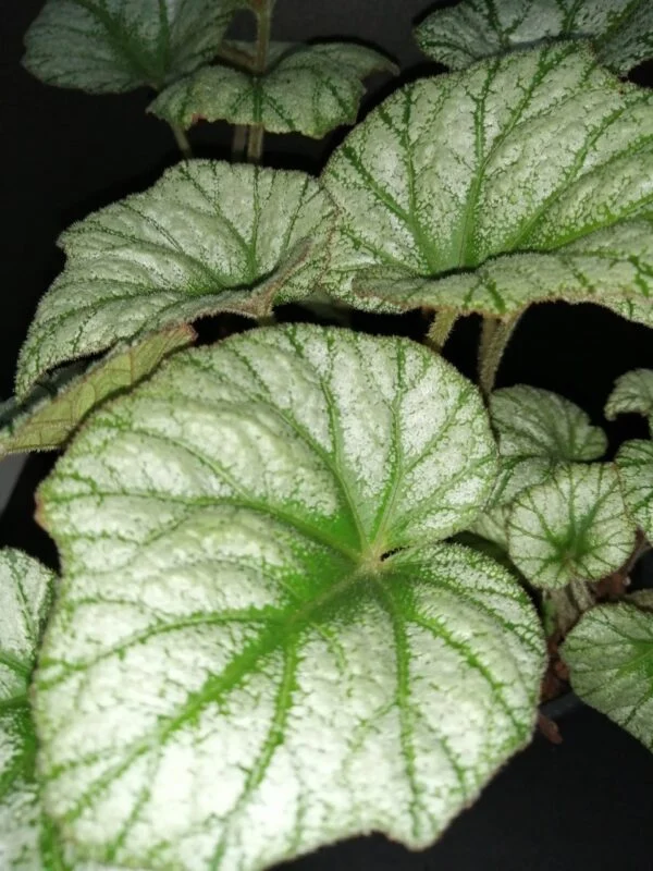Begonia Silver Cloud, sin. B. 'Kathleyana', foto 2