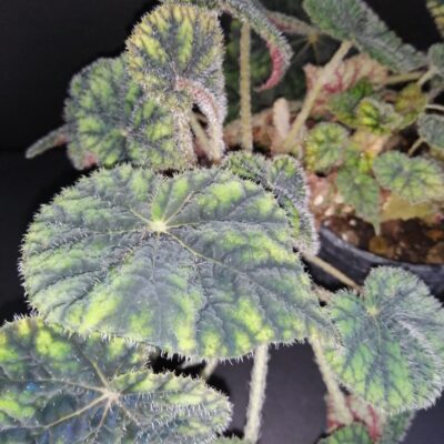 Begonia Sisquoc