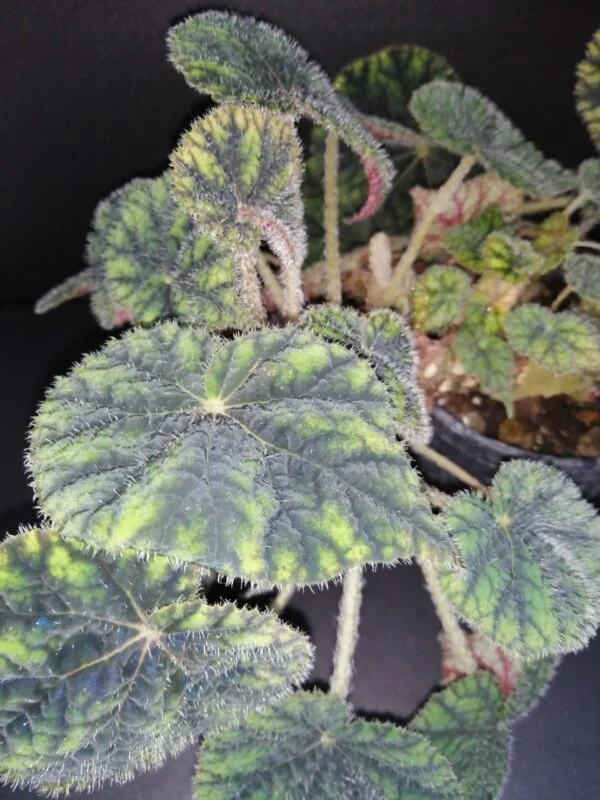 Begonia Sisquoc, pianta da interno