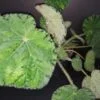 Begonia Chichee, pianta da interno