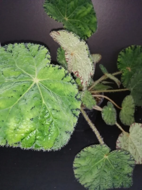 Begonia Chichee, pianta da interno
