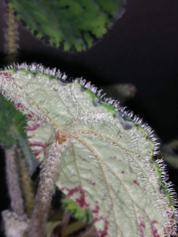 Begonia Chichee, foto 3