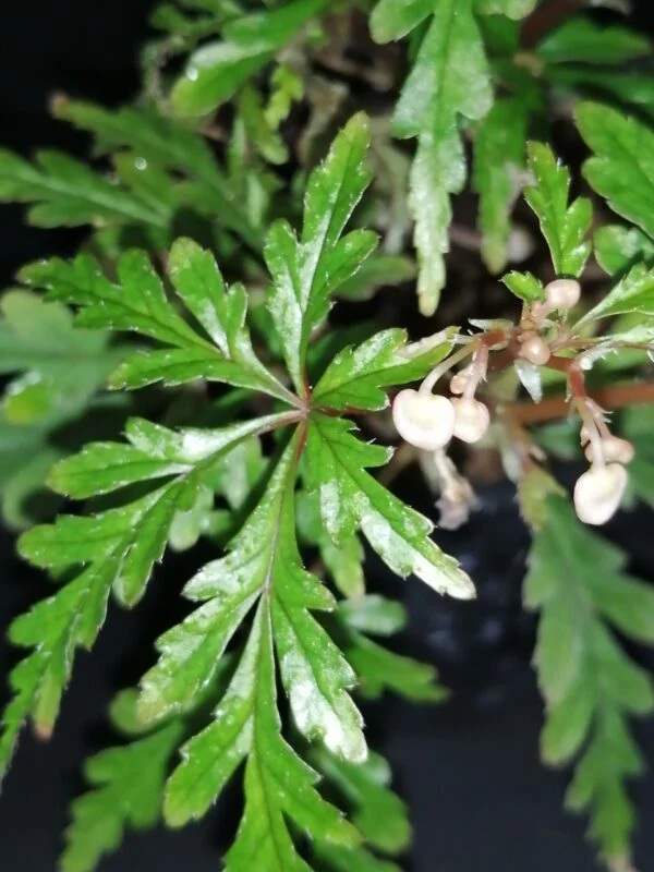 Begonia pollioensis, foto 2