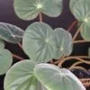 Begonia acetosa, pianta da interno