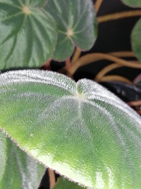 Begonia acetosa, foto 2