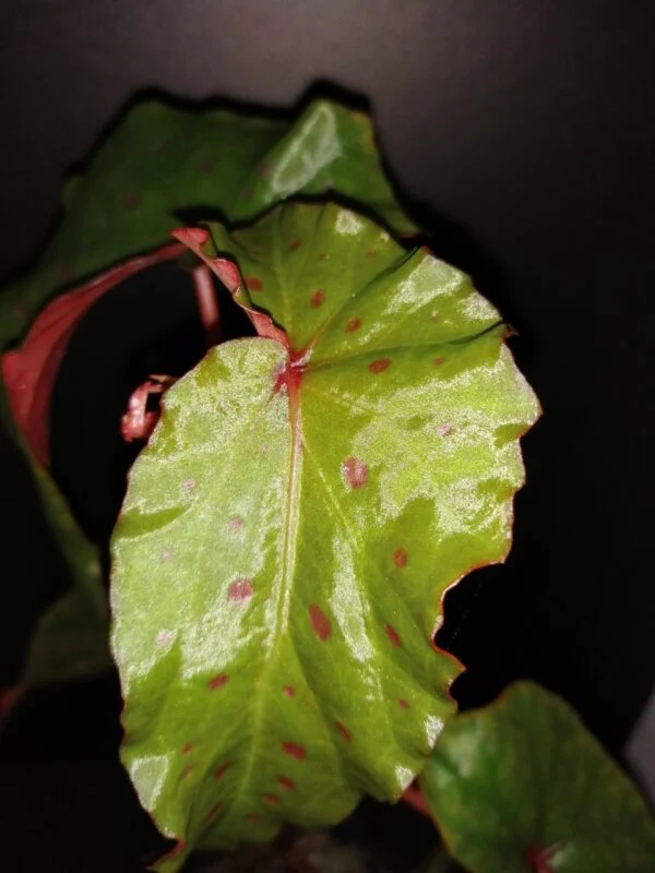 Begonia malachosticta x amphioxus, foto 2