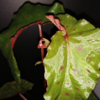 Begonia malachosticta x amphioxus