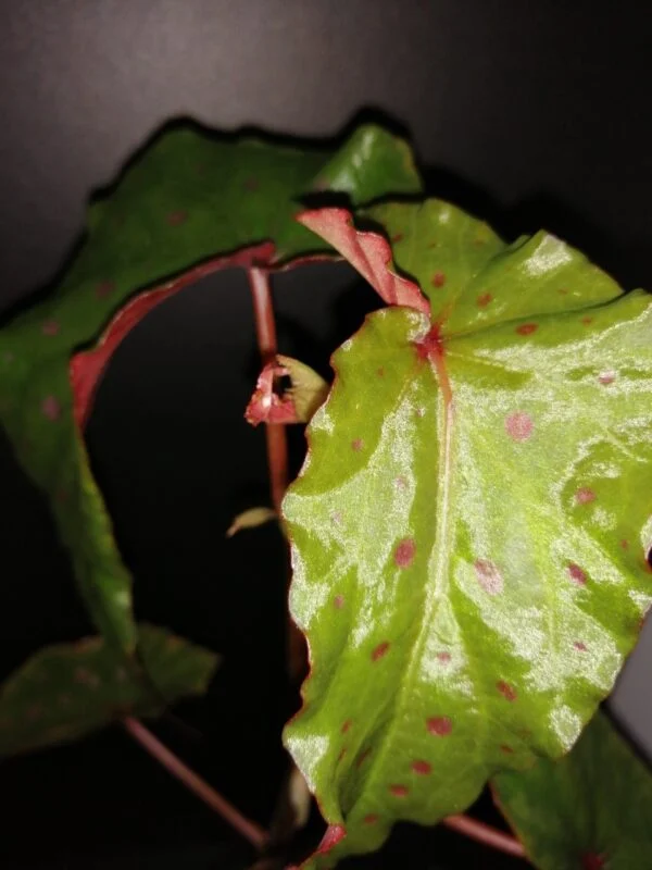 Begonia malachosticta x amphioxus, pianta da interno