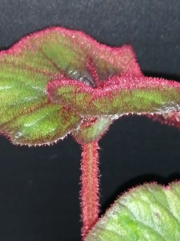 Begonia 'Curly Fireflush', foto 2