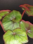 Begonia 'Curly Fireflush'