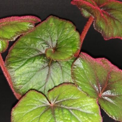 Begonia 'Curly Fireflush'