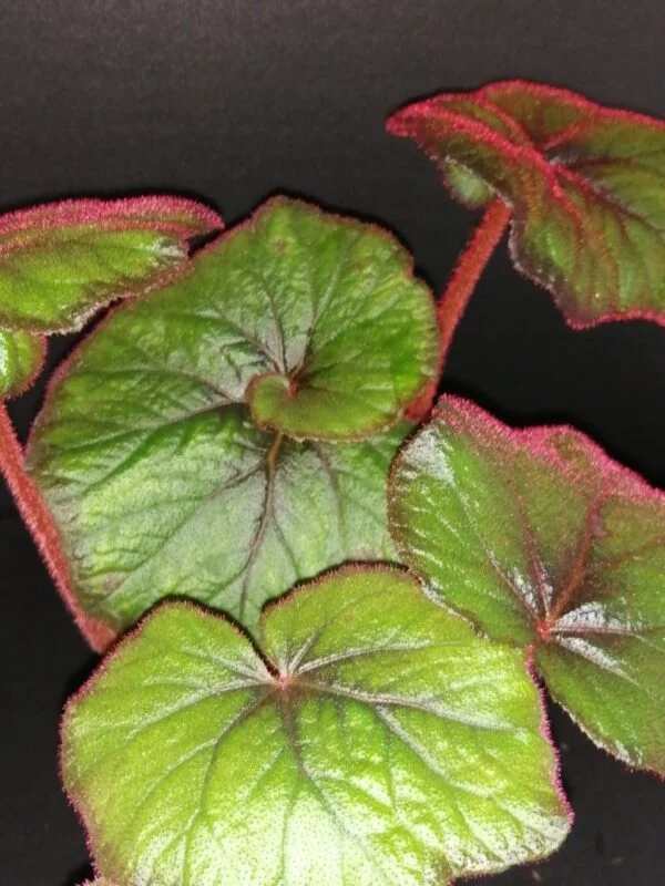 Begonia 'Curly Fireflush', pianta da interno