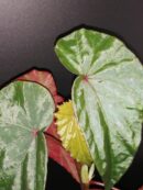 Begonia malachosticta