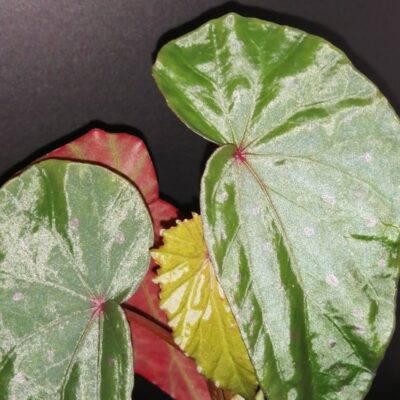 Begonia malachosticta