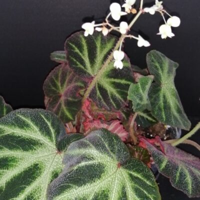 Begonia soli-mutata