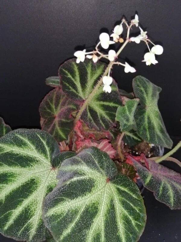 Begonia soli-mutata, pianta da interno
