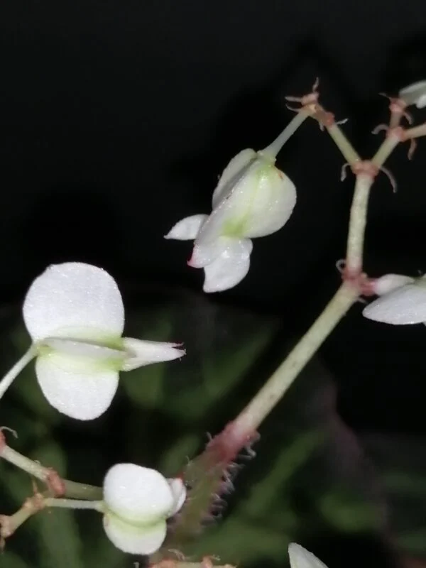 Begonia soli-mutata, foto 3
