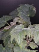 Begonia speculata (herimperia)