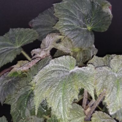 Begonia speculata (herimperia)