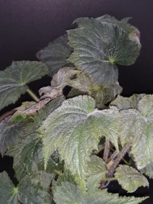 Begonia speculata (herimperia), pianta da interno