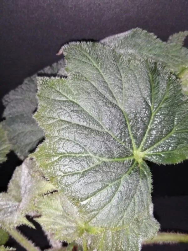 Begonia speculata (herimperia), foto 4