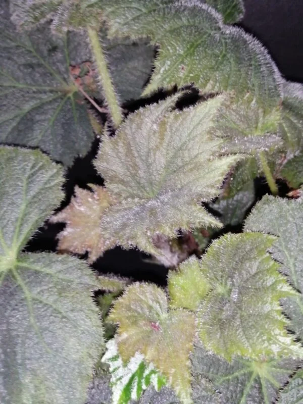 Begonia speculata (herimperia), foto 3