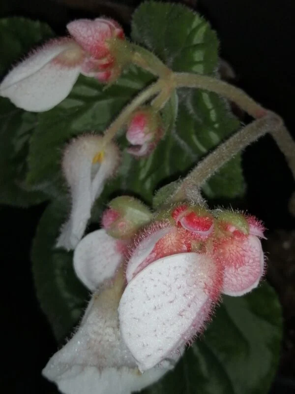 Begonia Dark Secret, foto 2