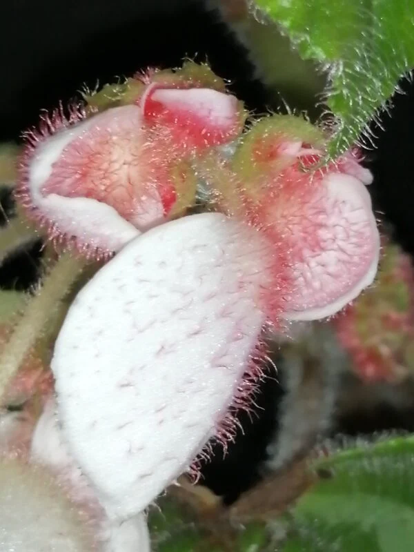 Begonia Dark Secret, foto 4
