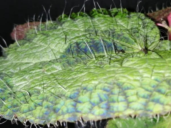 Begonia sizemoreae, sin. longiciliata, foto 2