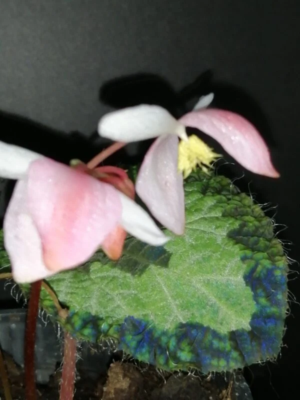 Begonia sizemoreae, sin. longiciliata, foto 3