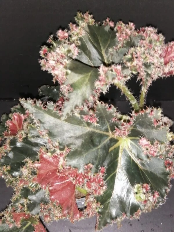 Begonia Munchkin, foto 3