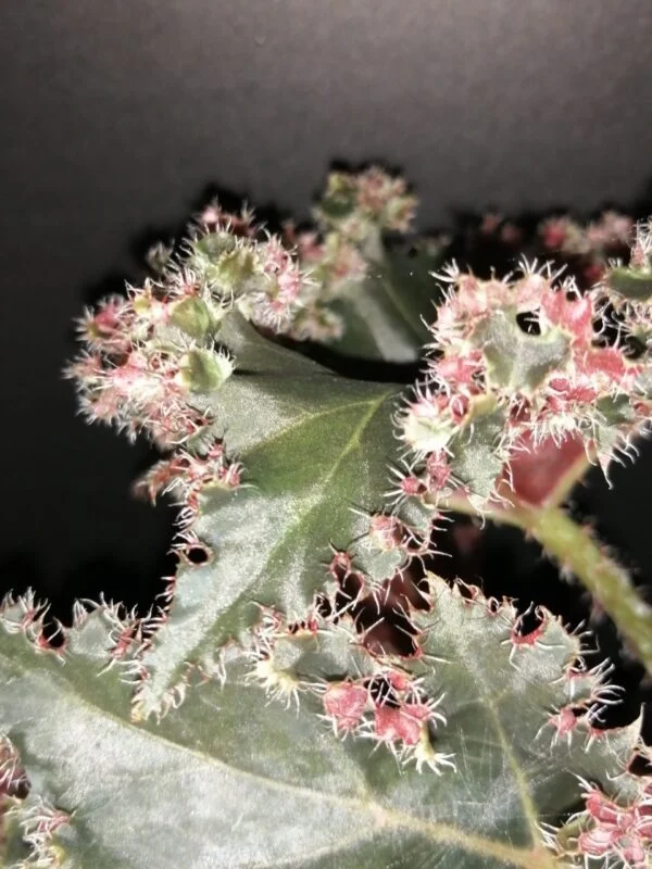 Begonia Munchkin, foto 4