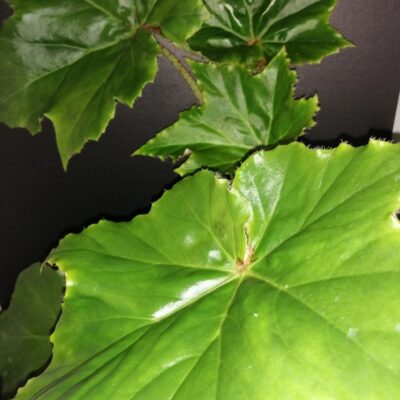 Begonia cardiocarpa