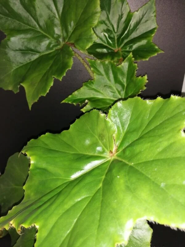 Begonia cardiocarpa, pianta da interno