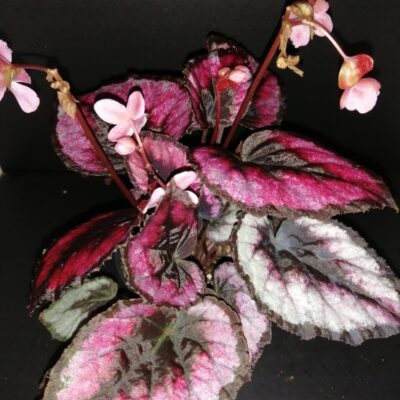 Begonia Red Kiss