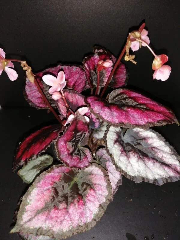 Begonia Red Kiss, pianta da interno