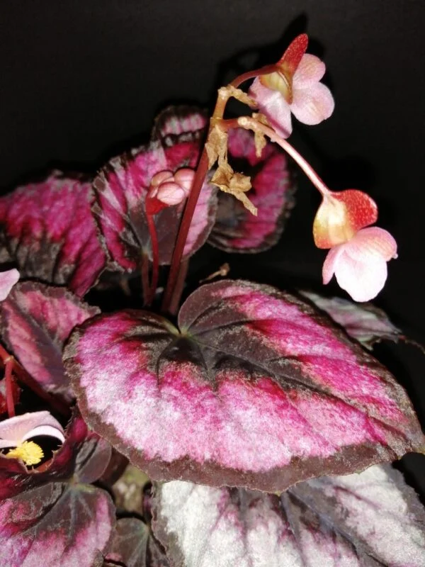 Begonia Red Kiss, foto 2