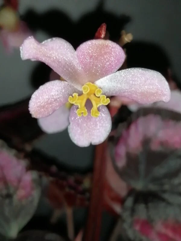Begonia Red Kiss, foto 3