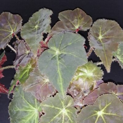 Begonia Montuno leaf magic colours
