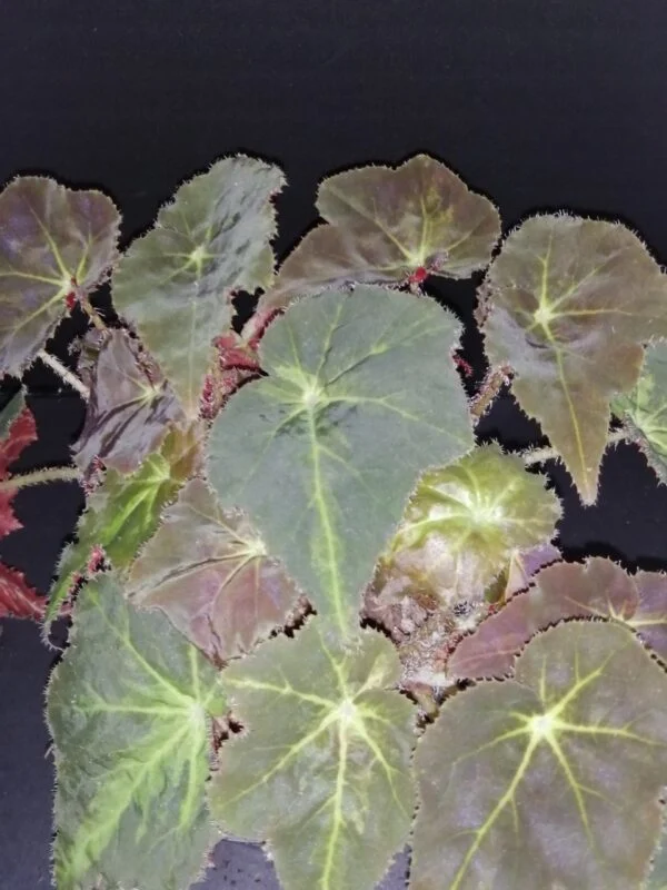 Begonia Montuno leaf magic colours, pianta da interno