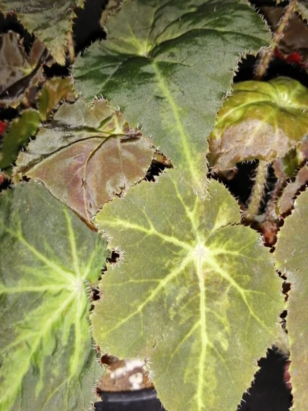 Begonia Montuno leaf magic colours, foto 2
