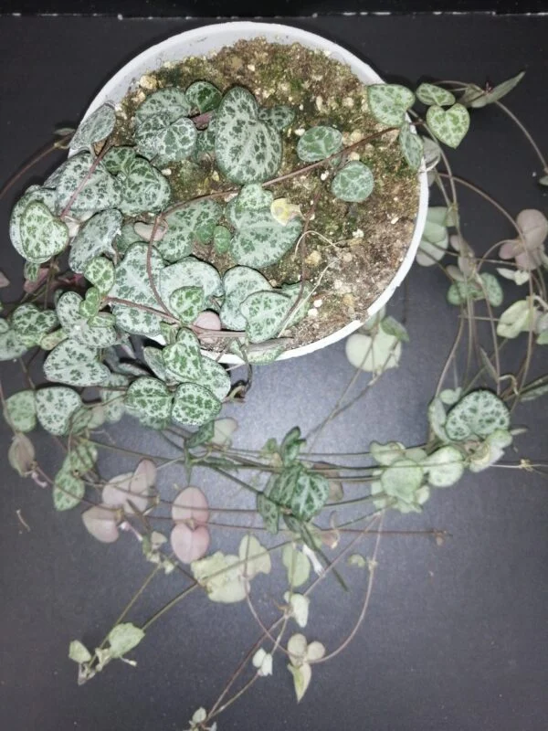 Ceropegia woodii, pianta da interno