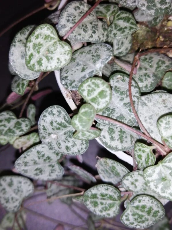 Ceropegia woodii, foto 2