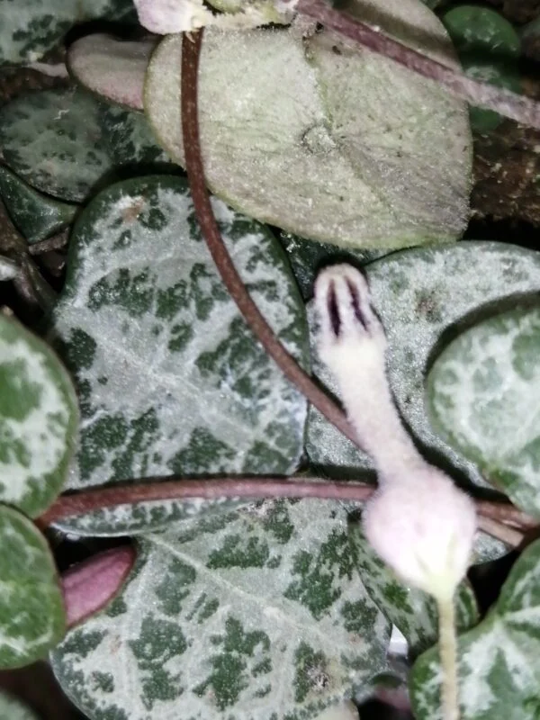 Ceropegia woodii, foto 3