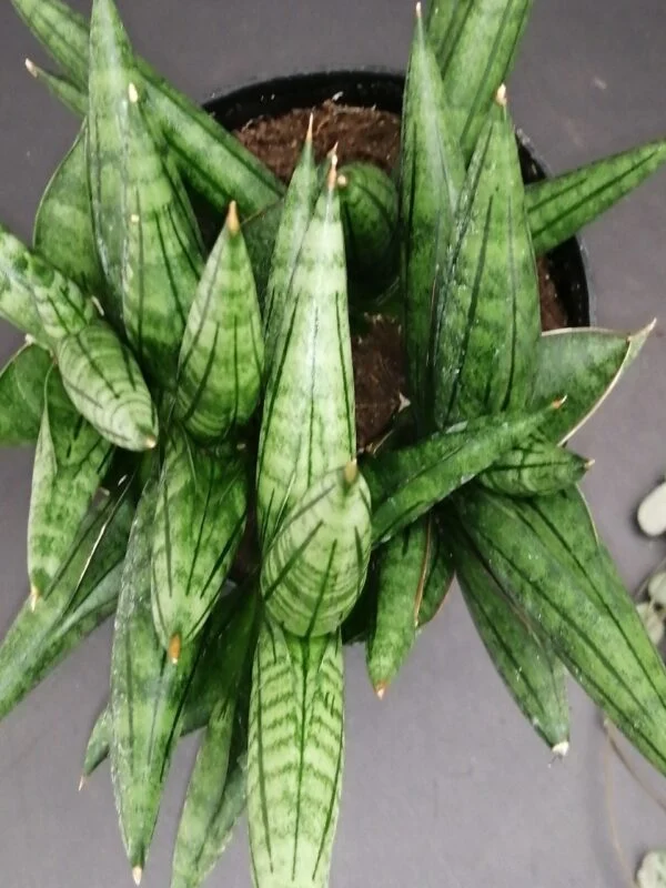 Sansevieria Inti, foto 3