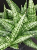 Sansevieria Inti