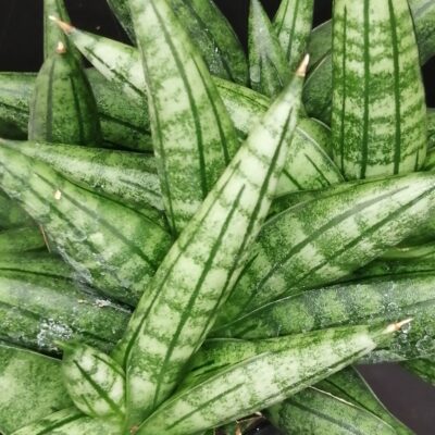 Sansevieria Inti