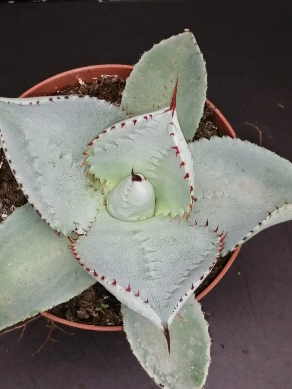 Agave pygmaea Dragon Toes, Agave dragionis, pianta da interno
